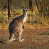 Klokan obrovsky - Macropus giganteus - Eastern Grey Kangaroo 6524